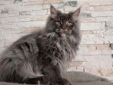 Saillie pour Maine Coon LOOF, 1 mâle disponible