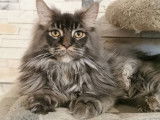 Saillie pour Maine Coon LOOF, 1 mâle disponible