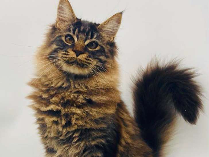 1 mâle Maine Coon LOOF à vendre, caractère doux et posé, né en juin 2025