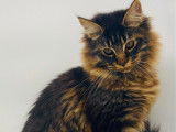 1 mâle Maine Coon LOOF à vendre, caractère doux et posé, né en juin 2025