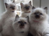 4 chatons Ragdoll LOOF à réserver, nés en novembre 2025