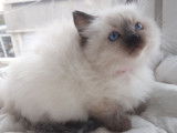 4 chatons Ragdoll LOOF à réserver, nés en novembre 2025