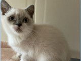 2 chatons Scottish Straight LOOF à vendre, nés en novembre 2025