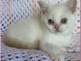 2 chatons Scottish Straight LOOF à vendre, nés en novembre 2025
