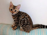 2 chatonnes Bengal LOOF à réserver, brown tabby rosettes de 3 mois