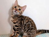 2 chatonnes Bengal LOOF à réserver, brown tabby rosettes de 3 mois