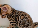 2 chatonnes Bengal LOOF à réserver, brown tabby rosettes de 3 mois