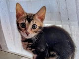 2 chatonnes Bengal LOOF à réserver, brown tabby rosettes de 3 mois