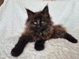 1 chatonne Maine Coon LOOF à vendre, née en décembre 2025