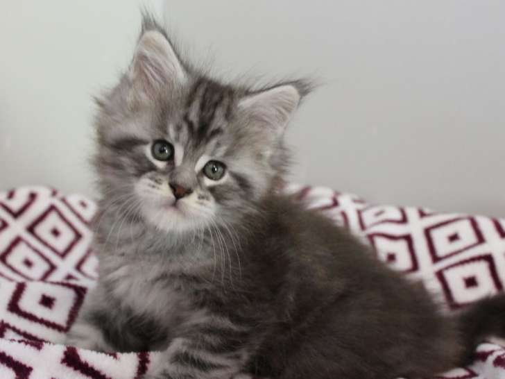 3 chatons Maine Coon LOOF à réserver, nés en décembre 2025, 1 femelle et 2 mâles