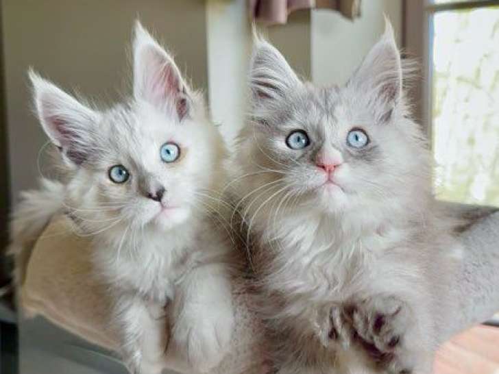 5 chatons Maine Coon LOOF à vendre, nés en novembre 2025