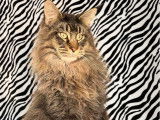1 mâle Maine Coon LOOF à vendre, jeune adulte brown ticked tabby, né en avril 2023