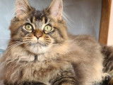 1 chatonne Maine Coon LOOF à vendre, brown ticked tabby née en juillet 2025