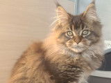 1 chatonne Maine Coon LOOF à vendre, brown ticked tabby née en juillet 2025