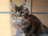 1 chatonne Maine Coon LOOF à vendre, brown ticked tabby née en juillet 2025