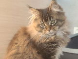 1 chatonne Maine Coon LOOF à vendre, brown ticked tabby née en juillet 2025
