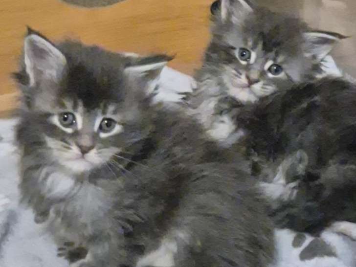 6 chatons Maine Coon LOOF à réserver, nés en janvier 2026