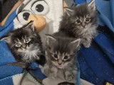 6 chatons Maine Coon LOOF à réserver, nés en janvier 2026