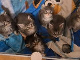 6 chatons Maine Coon LOOF à réserver, nés en janvier 2026