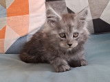 Chaton mâle Maine Coon LOOF à vendre