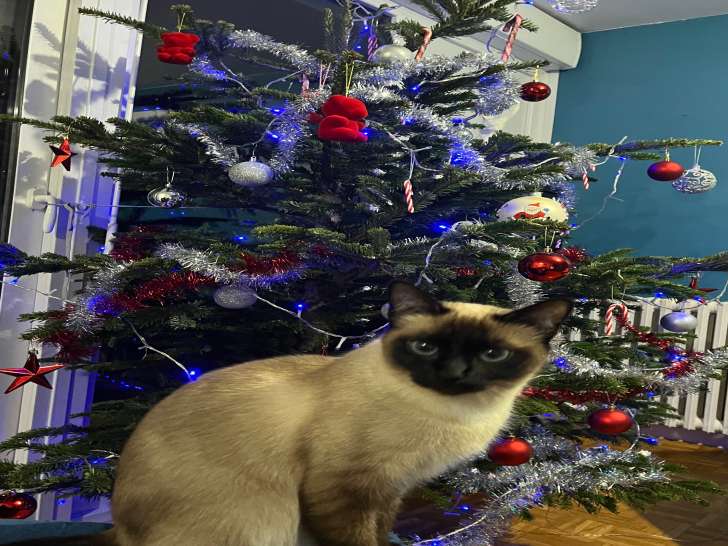 Recherche chat siamois pour saillie