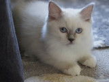 Chatons Ragdoll LOOF à vendre