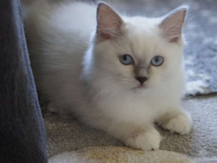 Chatons Ragdoll LOOF à vendre