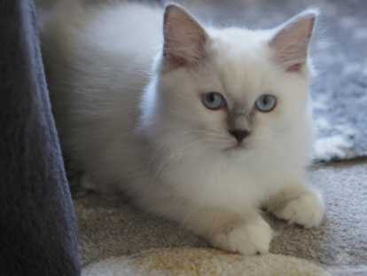Chatons Ragdoll LOOF à vendre