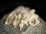 Chatons Ragdoll LOOF à vendre
