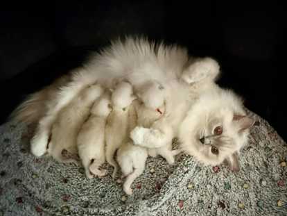 Chatons Ragdoll LOOF à vendre