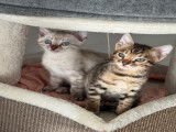 Chatons Bengal à vendre