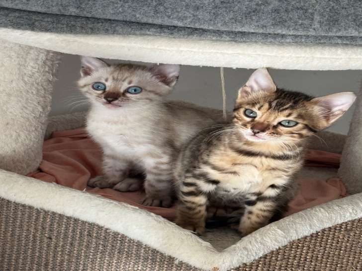 Chatons Bengal à vendre