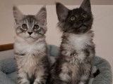 2 chatons femelles Maine Coon LOOF à vendre, nées en novembre 2025