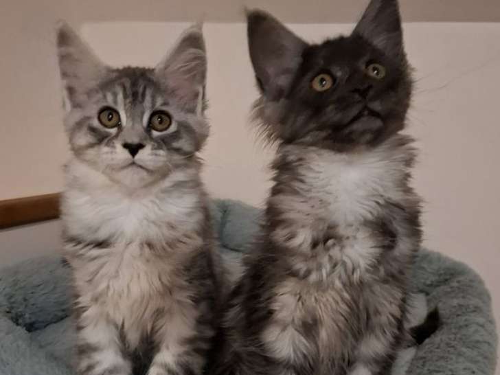 2 chatons femelles Maine Coon LOOF à vendre, nées en novembre 2025
