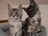 2 chatons femelles Maine Coon LOOF à vendre, nées en novembre 2025