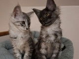 2 chatons femelles Maine Coon LOOF à vendre, nées en novembre 2025