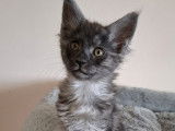2 chatons femelles Maine Coon LOOF à vendre, nées en novembre 2025