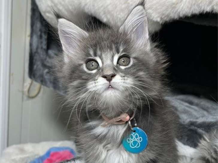 2 chatons Maine Coon LOOF de décembre 2025 à réserver