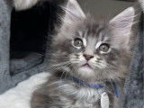 2 chatons Maine Coon LOOF de décembre 2025 à réserver