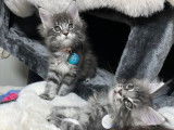 2 chatons Maine Coon LOOF de décembre 2025 à réserver