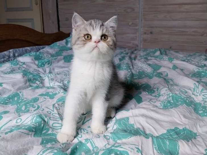 2 mâles Exotic Shorthair LOOF à vendre, nés en octobre 2025