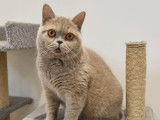 1 femelle British Shorthair LOOF à vendre, couleur lilas