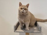 1 femelle British Shorthair LOOF à vendre, couleur lilas