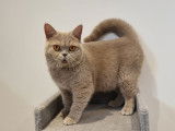 1 femelle British Shorthair LOOF à vendre, couleur lilas