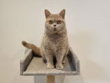 1 femelle British Shorthair LOOF à vendre, couleur lilas