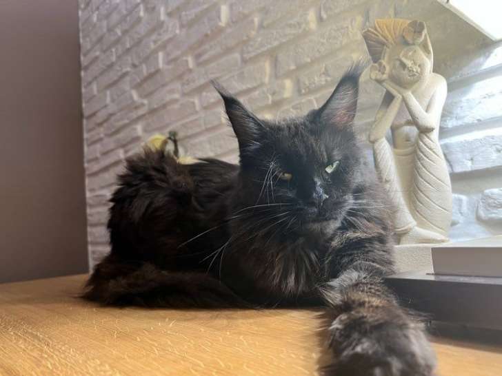 1 femelle Maine Coon LOOF à vendre, née en mars 2020