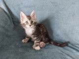 Magnifiques chatons Maine Coon LOOF à réserver