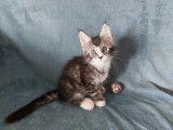 Magnifiques chatons Maine Coon LOOF à réserver