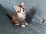 Magnifiques chatons Maine Coon LOOF à réserver