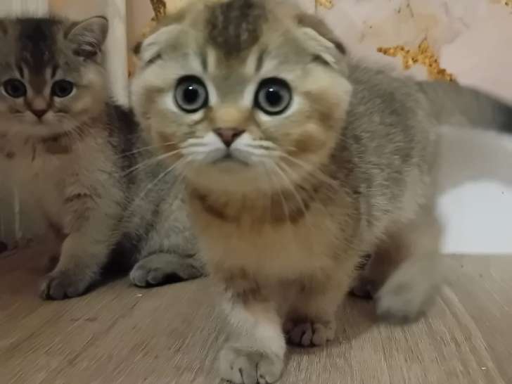 Chatons Scottish Fold et Straight à vendre